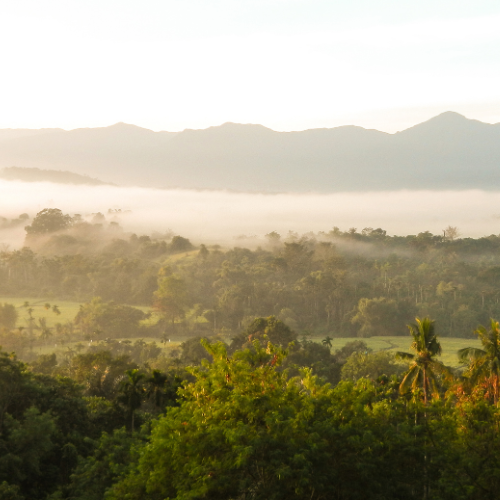 Indonésie Sumatra, Procédé Lavé, Torréfaction Spécialisée