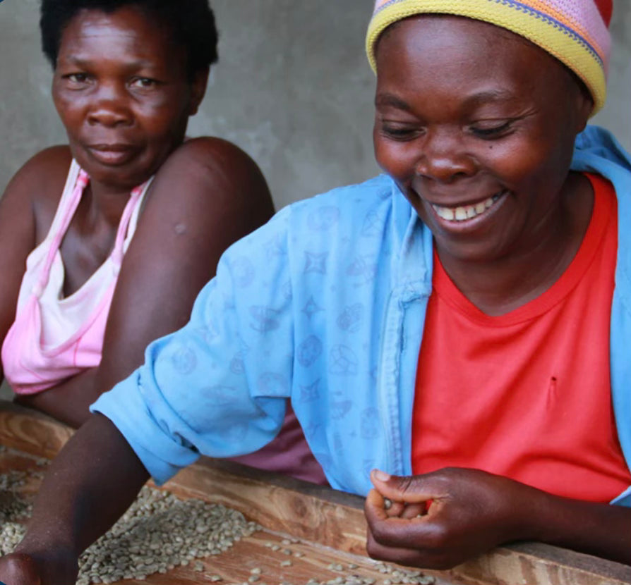 Haïti Blue Pine, Procédé Lavé, Torréfaction Spécialisée