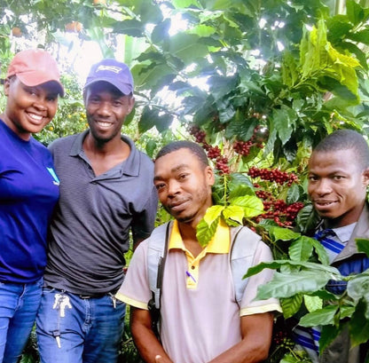 Haïti Blue Pine, Procédé Lavé, Torréfaction Spécialisée